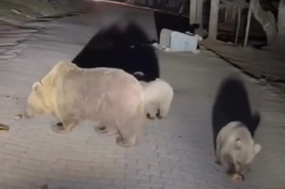 Ayıları beslemeye çıktı, Uludağ'da ayı saldırısına uğradı