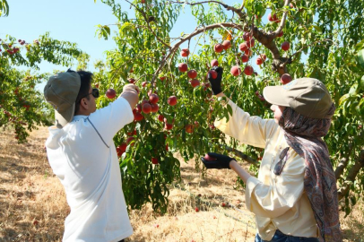Bursa'da bu bahçede 120 çeşit şeftali yetiştiriliyor