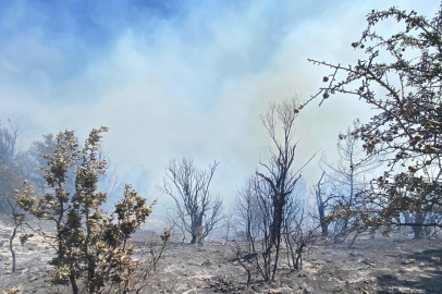 İzmir'de ormanlık alanda yangın çıktı