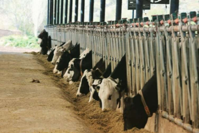 Tarım Bakanlığı: "12,4 milyon şap aşısı sevk edildi"