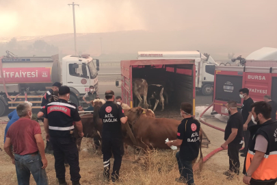 Alevler çiftlikleri tehdit etti, hayvanlar kurtarıldı