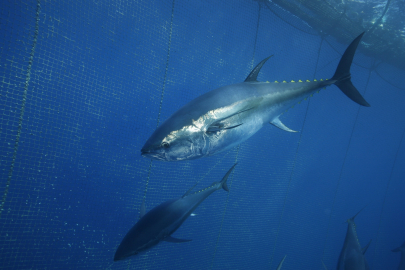 Türkiye yakalıyor, Japonya ve Güney Kore yiyor