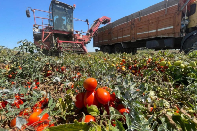 Bursa'da domateste fiyatlar çiftçi lehine 3'e katladı
