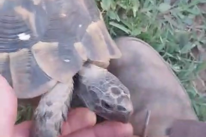Bursa'da bahçıvanın kaplumbağa ile kıskandıran dostluğu