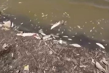 Bursa'da acı tablo, yüzlerce balık kıyıya vurdu