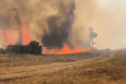 Bursa'da orman yangını