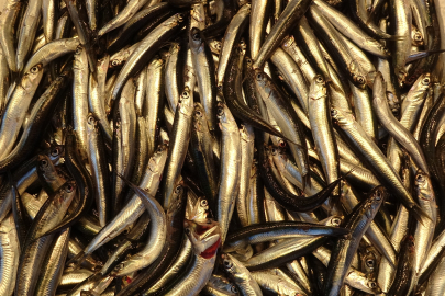 Hamsi erken geldi, balıkçı ne yapacağını bilemedi