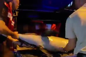 Bursa’da ölü yunus balığı kıyıya vurdu