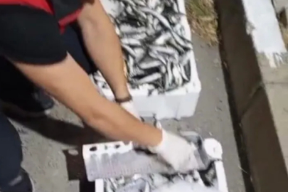 Bursa’da balık haline sıkı denetim: 1.200 kilo balığa el kondu