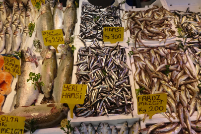 Balıkçı palamut yerine hamsi ve istavritle teselli buluyor