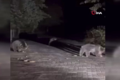 Ayı ailesini arabadan besledi, yavru ayı kaputa yaslandı