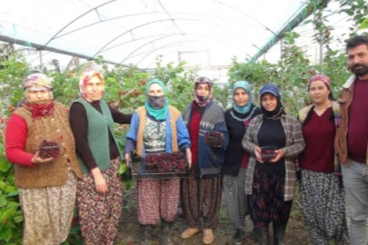 Yılın ilk zeytinyağı üretimi yapıldı