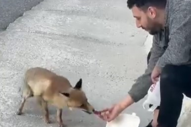 Uludağ yolunda sıra dışı karşılaşma