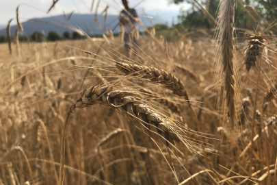 Küresel hububat arzında tüm zamanların rekoru geliyor