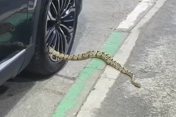 Bursa’da otomobilin jantından yılan çıktı