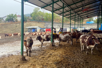 Yapay zeka süt hayvancılığında çığır açtı