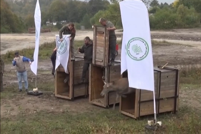 Bursa'daki 3 kızıl geyik, doğal yaşam alanına kavuştu