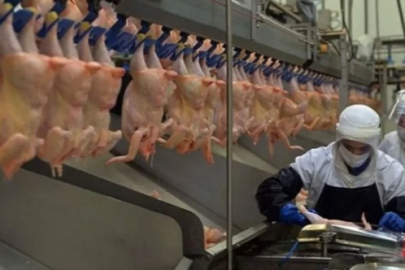 Tavuk eti üretimi Ağustos ayında yüzde 4,1 azaldı