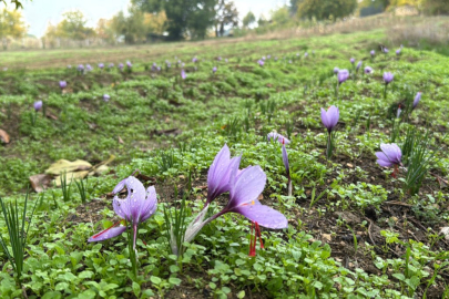 Dünyanın en pahalı baharatı: Kilogramı 600 bin lira...