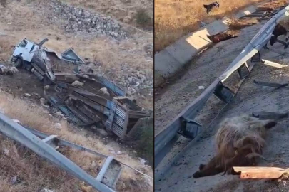 Hayvan taşıyan kamyon şarampole yuvarlandı