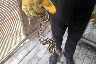 Cebinden yavru piton yılanı çıktı