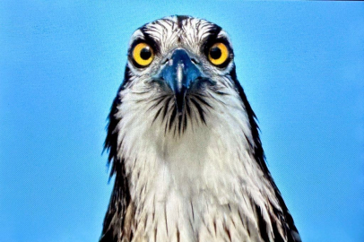 Türkiye’de nadir görülen balık kartalı Bursa’da görüntülendi