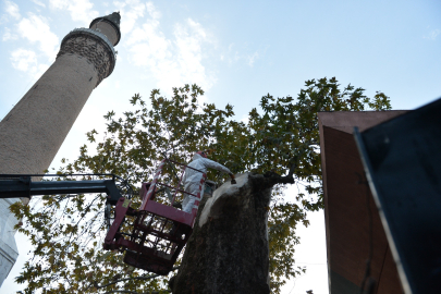 Bursa'nın asırlık çınarı koruma altına alındı