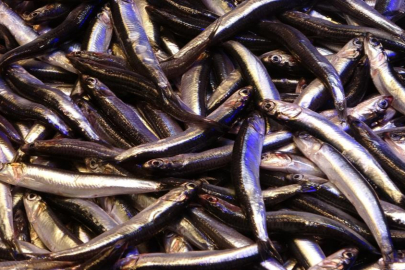 Hamsinin ihracatına boy engeli