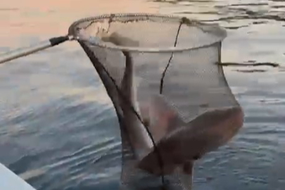 Bursa'da balıkçıların oltasına takıldı... Şaşkınlıkla kayığa aldılar