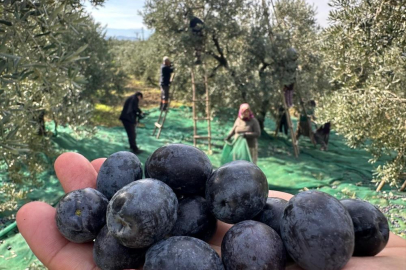 İsviçre sofralarını süsleyen zeytinde bu yıl kalite yüksek