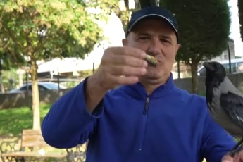 Bu karga çay içip helva yiyor: Organik gıdaları seviyor