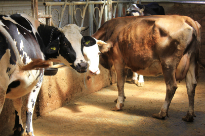 'Hayvanlara küflü domates yedirmeyin, idrar içirmeyin' uyarısı