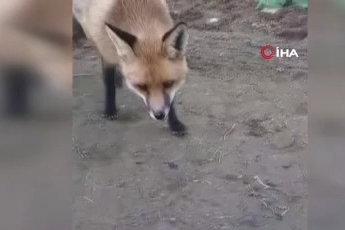 Çiftçi ile tilkinin sıra dışı dostluğu