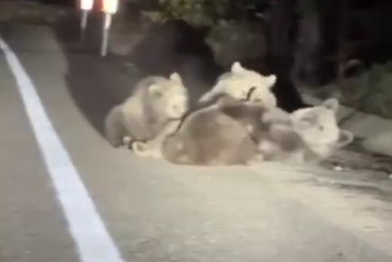 Uludağ'da vahşi doğanın en tatlı anı...