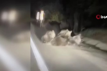 Uludağ'da vahşi doğanın en tatlı anı...