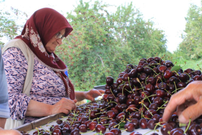 'Dondurulmuş kirazda da dünya lideriyiz'