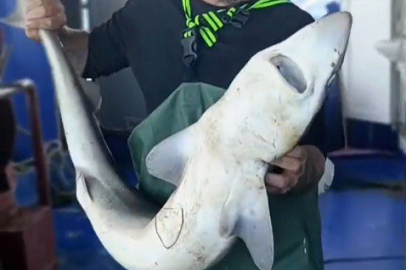 Ağa takılan köpekbalığı denize bırakıldı