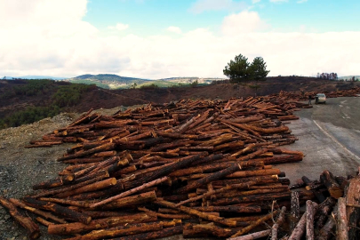 Bursa'yı yeniden yeşertecek 300 bin fidan için ilk adım atıldı