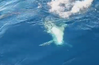 Köpek balığından 1 saat süren mücadeleyle kurtuldular