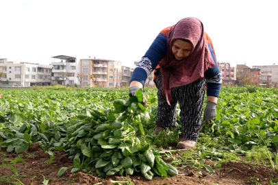 İlaçsız Ispanaklar Kent Lokantalarına Ulaştı