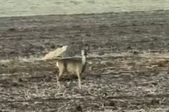 Yolunu şaşıran karaca bozkırın ortasında görüntülendi