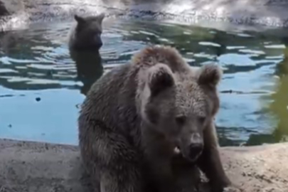 Kış uykusundan önce son banyo