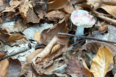 Uzmanından mantar uyarısı: "Hepsi risk içeriyor"