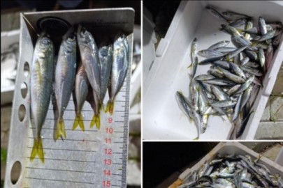 Bursa'da küçük boyda avlanan balıklara el konuldu