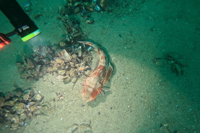 Marmara Denizi'nin ekolojik yapısı mercek altında