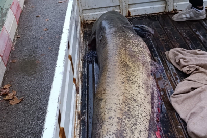 Yakalanan 65 kiloluk dev balık, görenleri şaşkına çevirdi