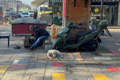 Hayata tutunan engelli köpeğe bebek gibi bakıyor