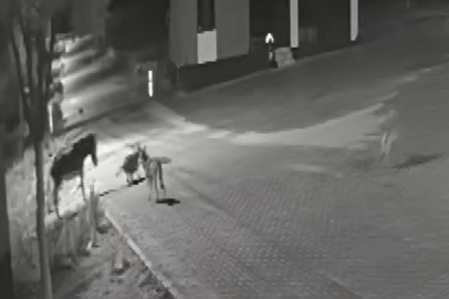 Aç kalan kurtlar mahalleye inerek eşeğe saldırdı