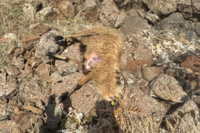 Sürüden ayrılan koyunları kurt kaptı