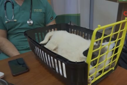 Minik veterinerler görev başında